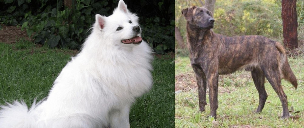Treeing Tennessee Brindle vs Indian Spitz - Breed Comparison