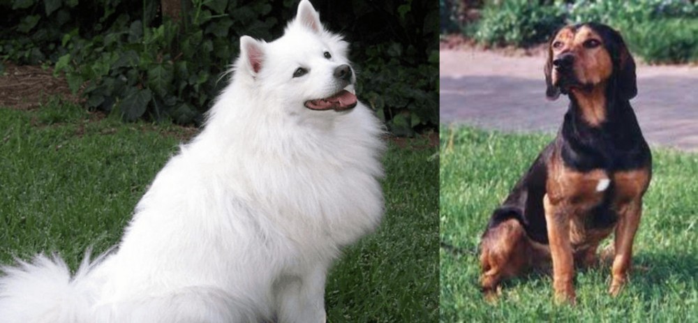 Tyrolean Hound vs Indian Spitz - Breed Comparison