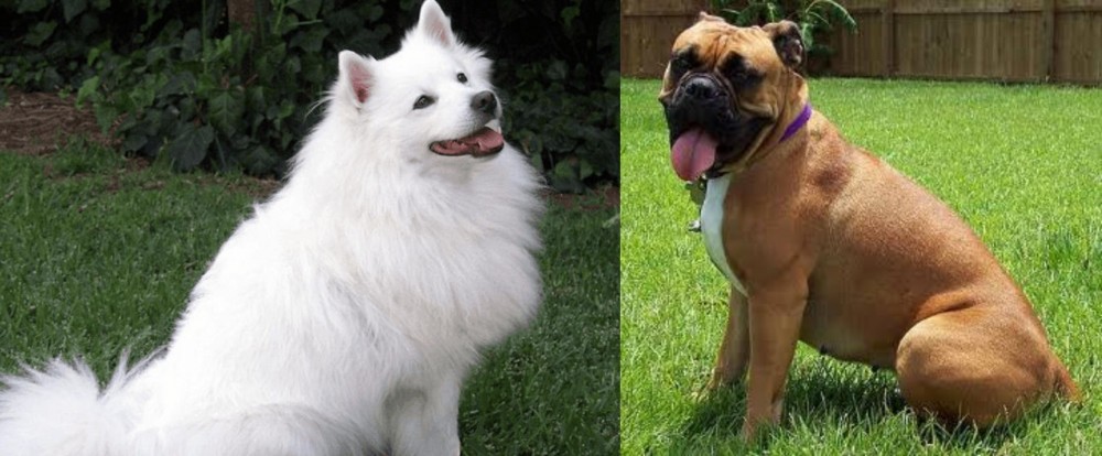 Valley Bulldog vs Indian Spitz - Breed Comparison
