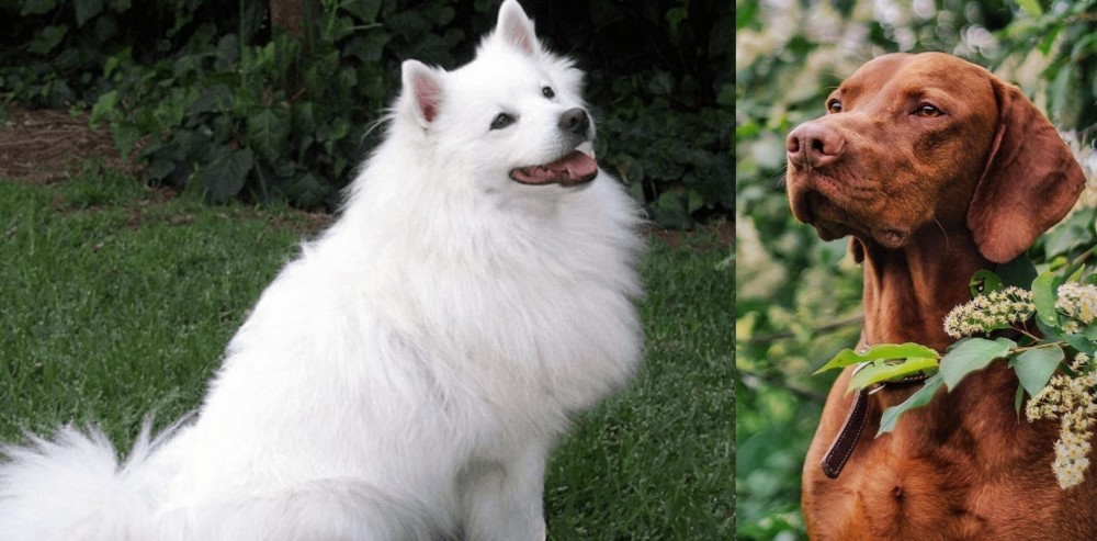 Vizsla vs Indian Spitz - Breed Comparison