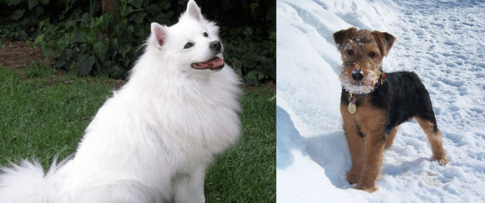 Welsh Terrier vs Indian Spitz - Breed Comparison