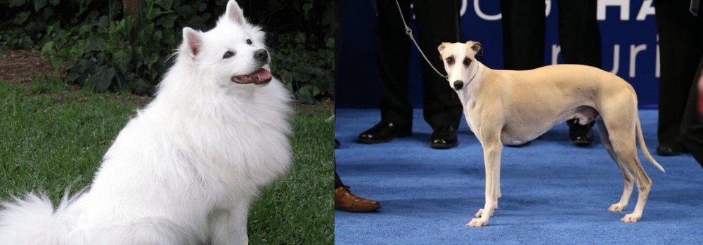 Whippet vs Indian Spitz - Breed Comparison