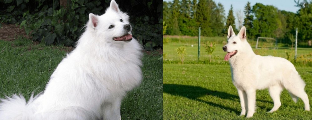 White Shepherd vs Indian Spitz - Breed Comparison