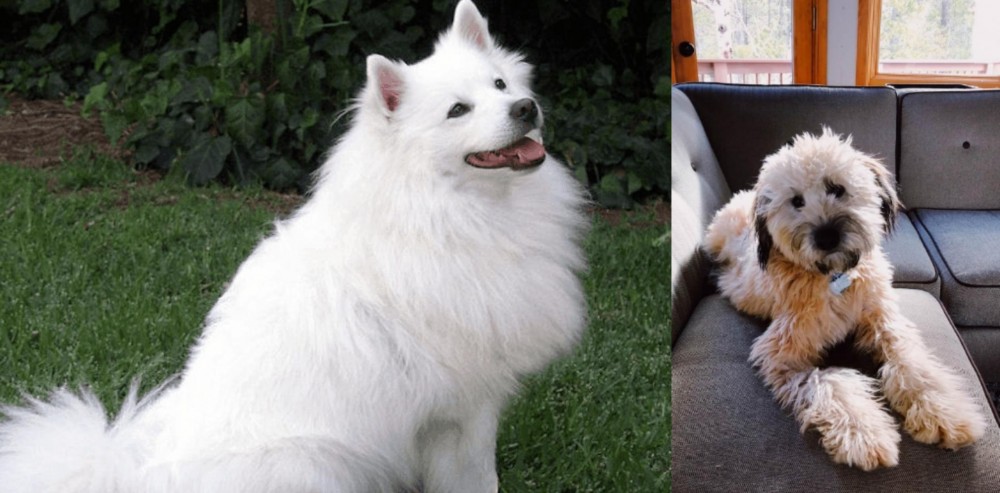 Whoodles vs Indian Spitz - Breed Comparison