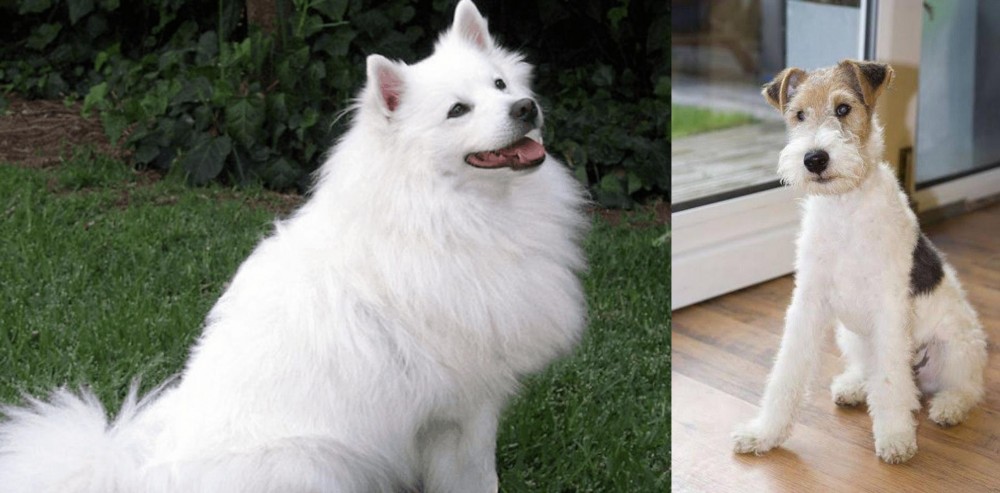 Wire Fox Terrier vs Indian Spitz - Breed Comparison