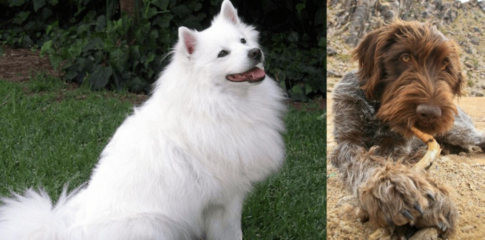 Wirehaired Pointing Griffon vs Indian Spitz - Breed Comparison