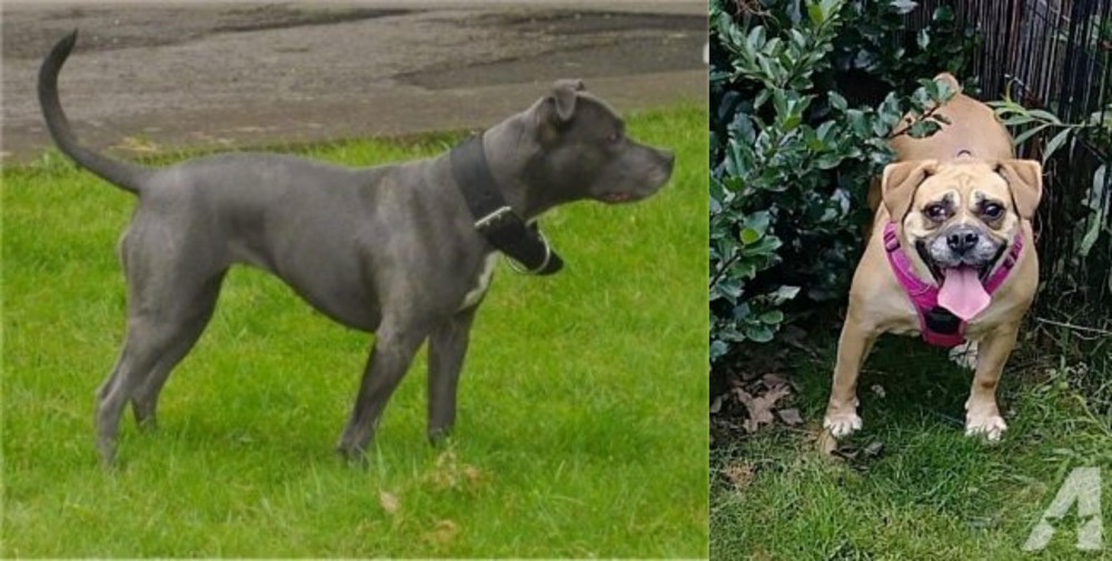 Beabull vs Irish Bull Terrier - Breed Comparison