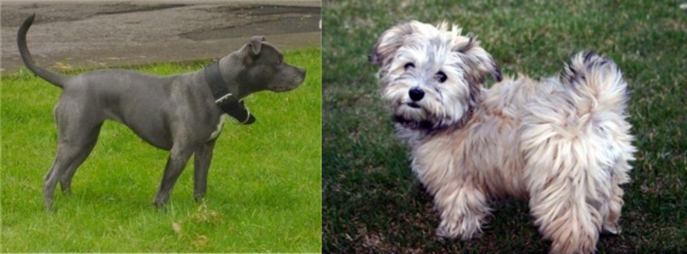Havapoo vs Irish Bull Terrier - Breed Comparison