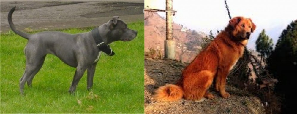 Himalayan Sheepdog vs Irish Bull Terrier - Breed Comparison