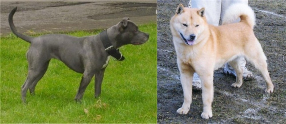 Hokkaido vs Irish Bull Terrier - Breed Comparison