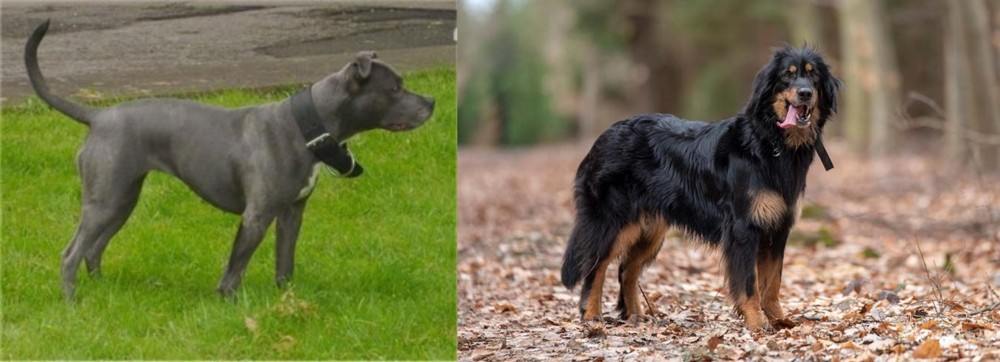 Hovawart vs Irish Bull Terrier - Breed Comparison