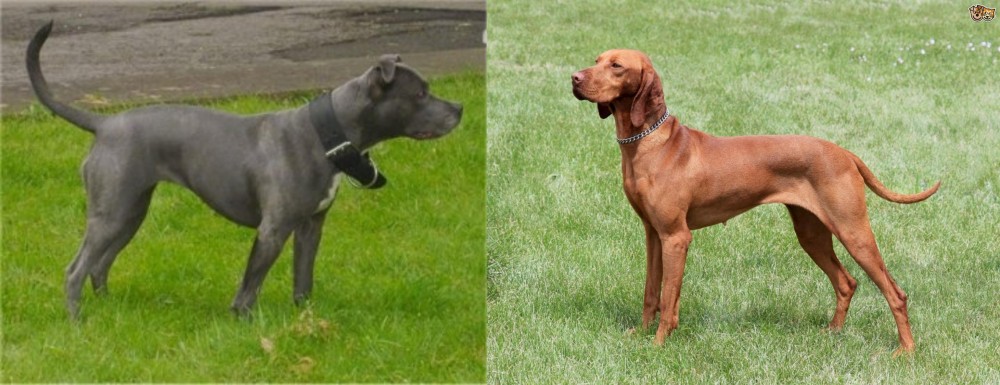 Hungarian Vizsla vs Irish Bull Terrier - Breed Comparison