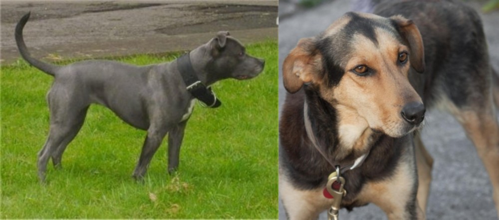 Huntaway vs Irish Bull Terrier - Breed Comparison