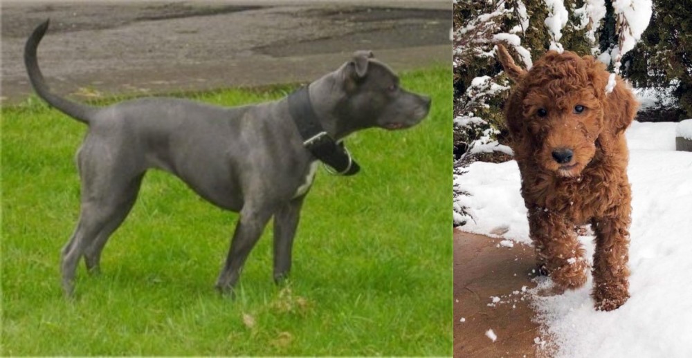 Irish Doodles vs Irish Bull Terrier - Breed Comparison