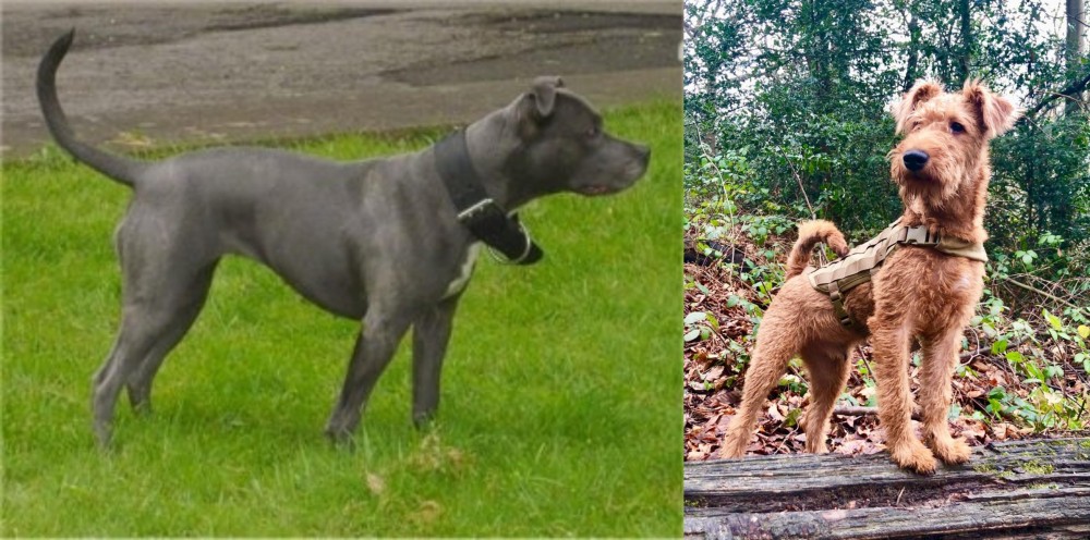Irish Terrier vs Irish Bull Terrier - Breed Comparison