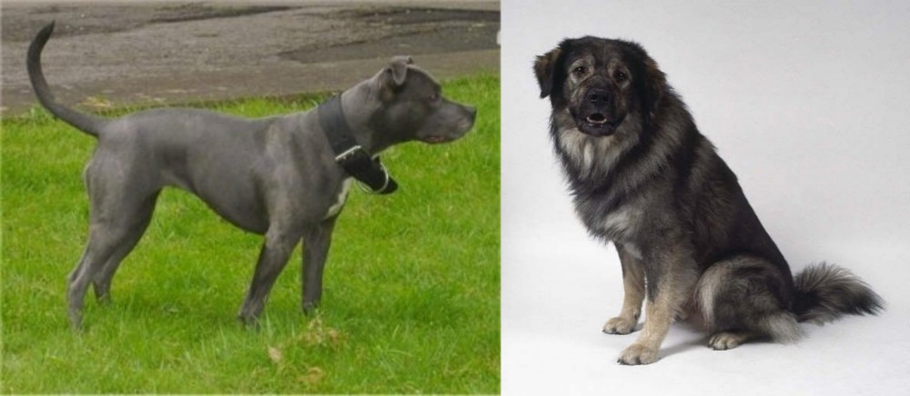 Istrian Sheepdog vs Irish Bull Terrier - Breed Comparison