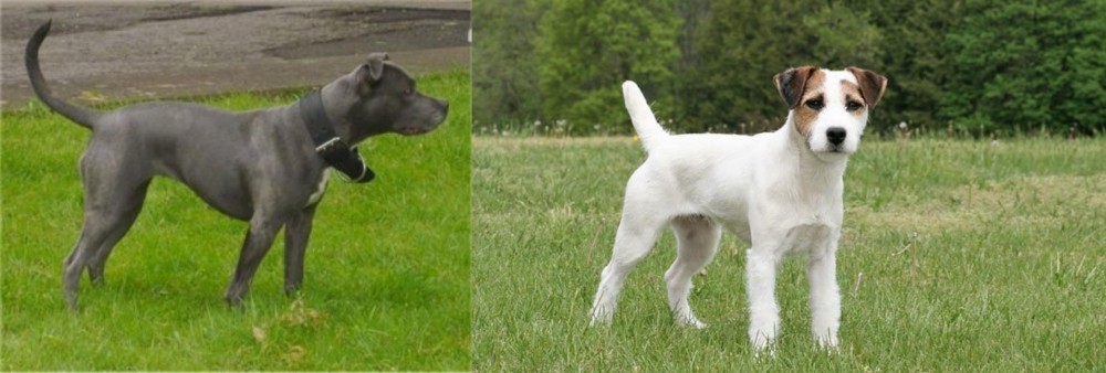 Jack Russell Terrier vs Irish Bull Terrier - Breed Comparison