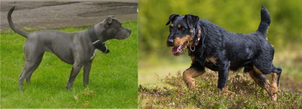 Jagdterrier vs Irish Bull Terrier - Breed Comparison