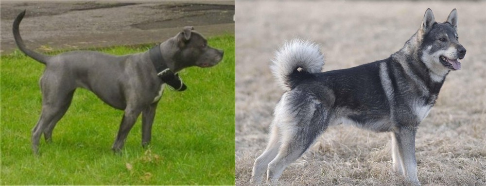 Jamthund vs Irish Bull Terrier - Breed Comparison