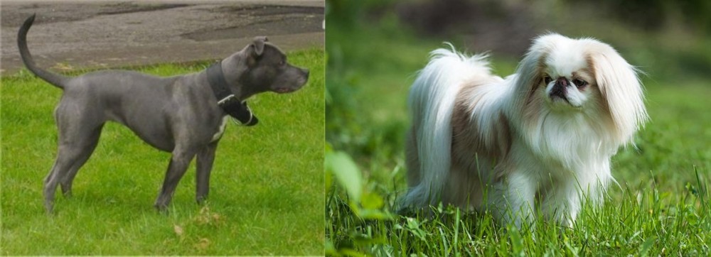 Japanese Chin vs Irish Bull Terrier - Breed Comparison