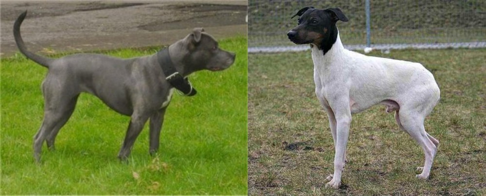 Japanese Terrier vs Irish Bull Terrier - Breed Comparison
