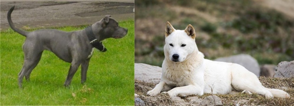 Jindo vs Irish Bull Terrier - Breed Comparison