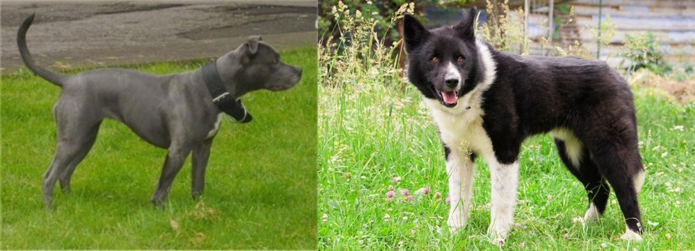 Karelian Bear Dog vs Irish Bull Terrier - Breed Comparison