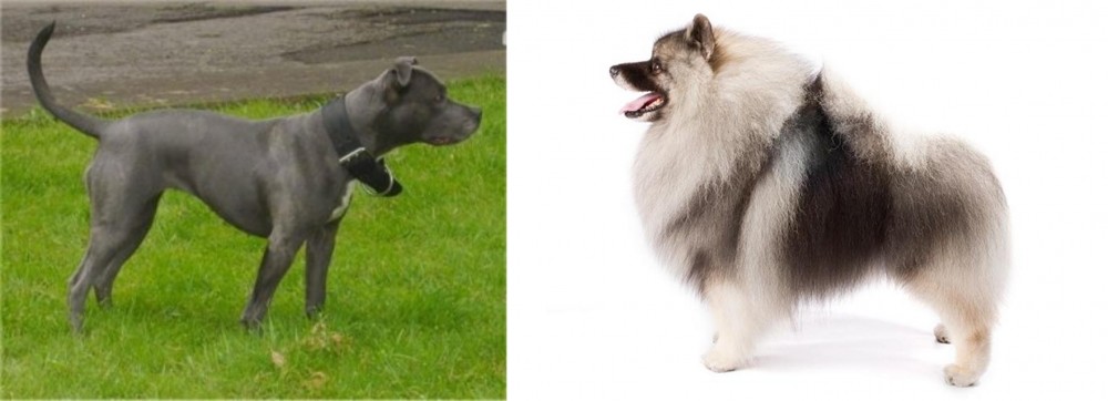 Keeshond vs Irish Bull Terrier - Breed Comparison