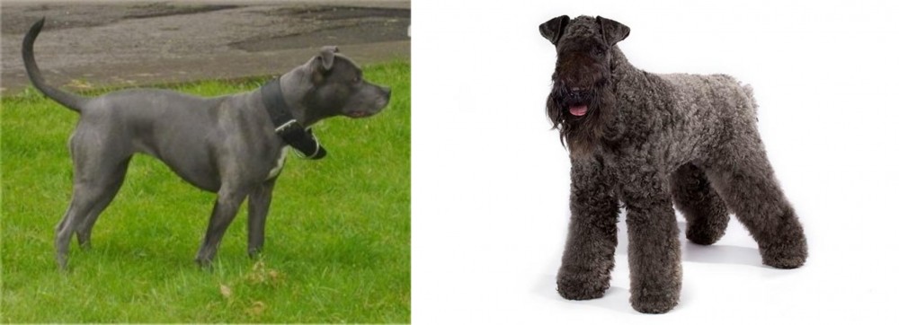 Kerry Blue Terrier vs Irish Bull Terrier - Breed Comparison
