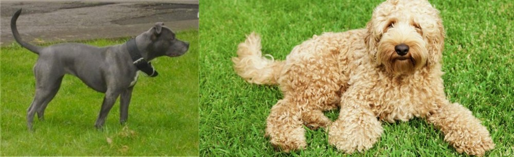 Labradoodle vs Irish Bull Terrier - Breed Comparison