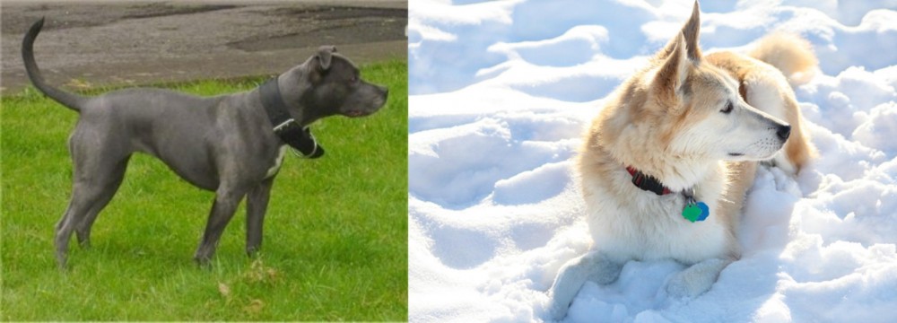 Labrador Husky vs Irish Bull Terrier - Breed Comparison