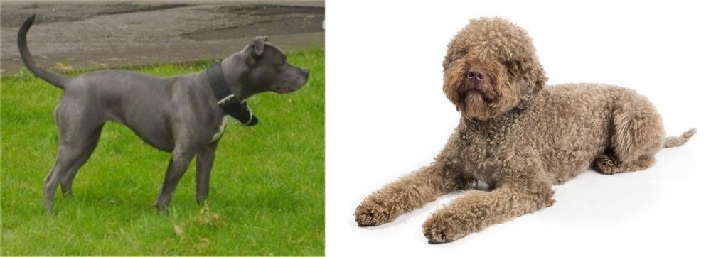 Lagotto Romagnolo vs Irish Bull Terrier - Breed Comparison
