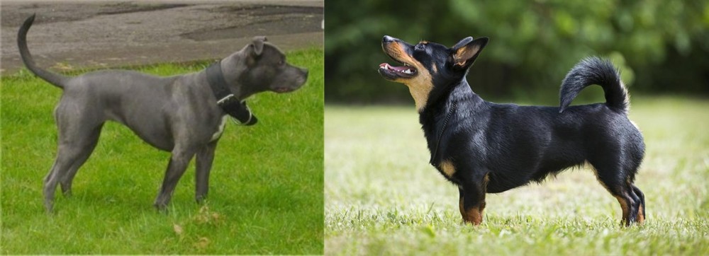 Lancashire Heeler vs Irish Bull Terrier - Breed Comparison