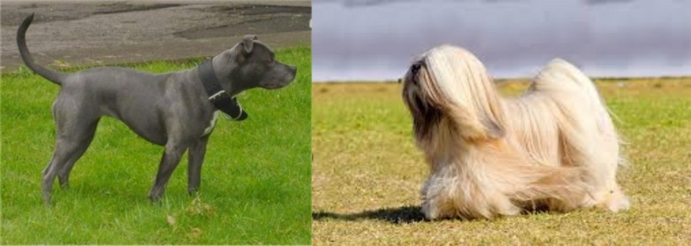 Lhasa Apso vs Irish Bull Terrier - Breed Comparison
