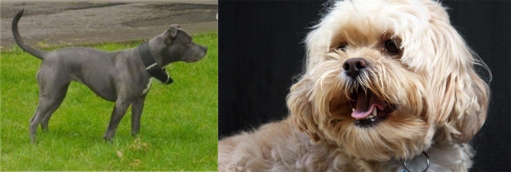 Lhasapoo vs Irish Bull Terrier - Breed Comparison