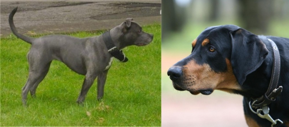 Lithuanian Hound vs Irish Bull Terrier - Breed Comparison