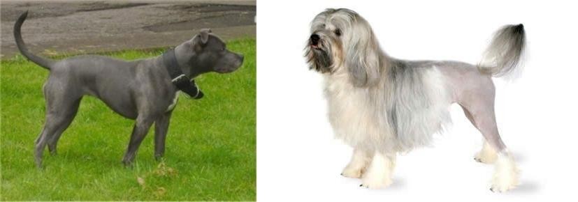 Lowchen vs Irish Bull Terrier - Breed Comparison