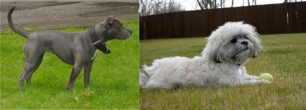 Mal-Shi vs Irish Bull Terrier - Breed Comparison