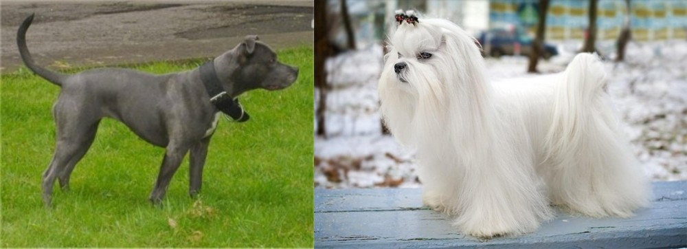 Maltese vs Irish Bull Terrier - Breed Comparison