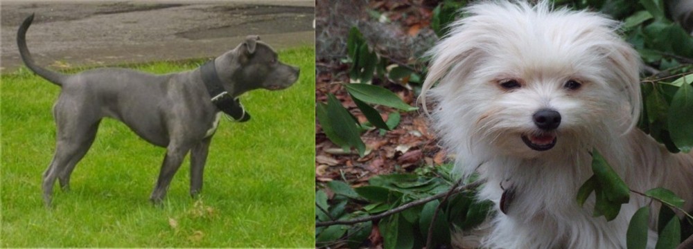 Malti-Pom vs Irish Bull Terrier - Breed Comparison