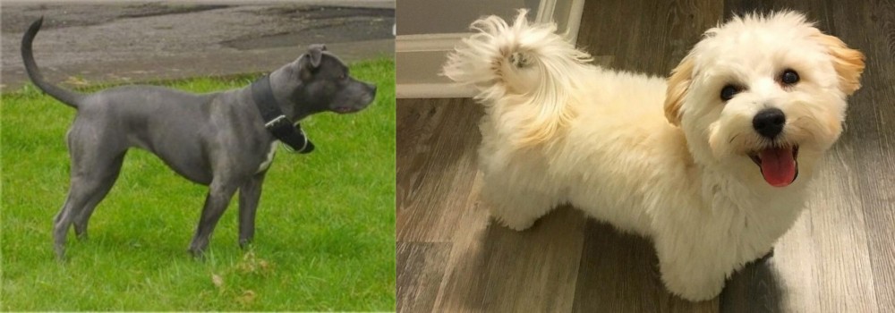 Maltipoo vs Irish Bull Terrier - Breed Comparison