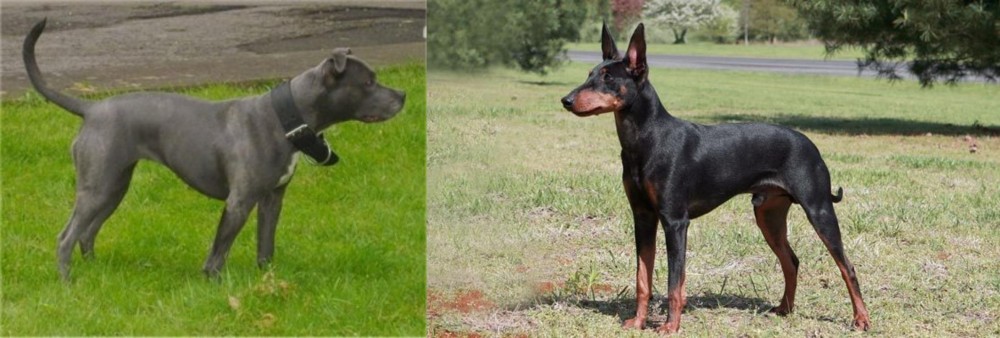 Manchester Terrier vs Irish Bull Terrier - Breed Comparison