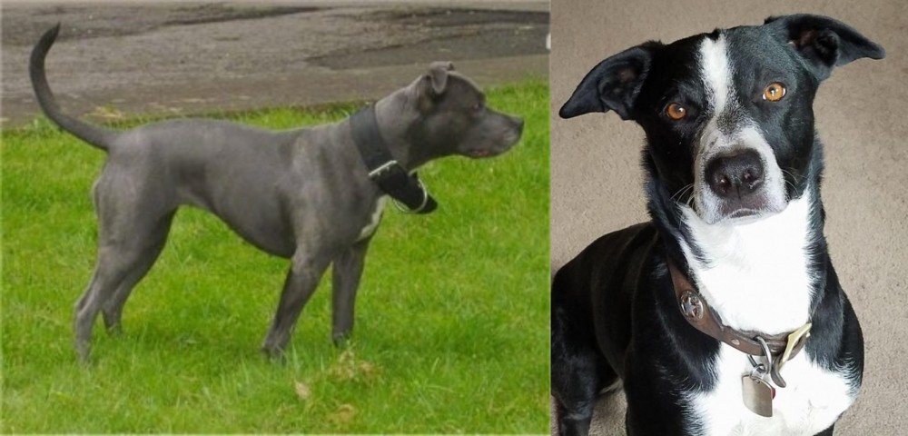 McNab vs Irish Bull Terrier - Breed Comparison