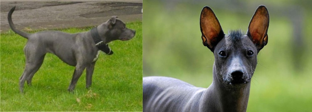 Mexican Hairless vs Irish Bull Terrier - Breed Comparison