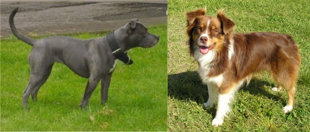 Miniature Australian Shepherd vs Irish Bull Terrier - Breed Comparison