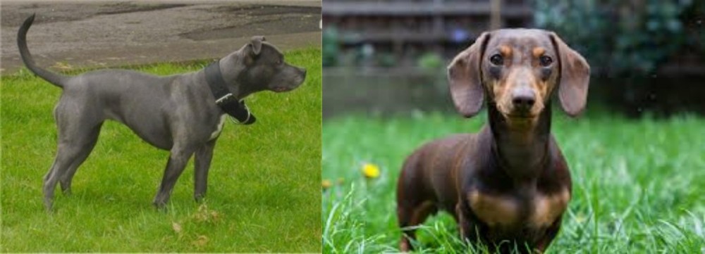 Miniature Dachshund vs Irish Bull Terrier - Breed Comparison