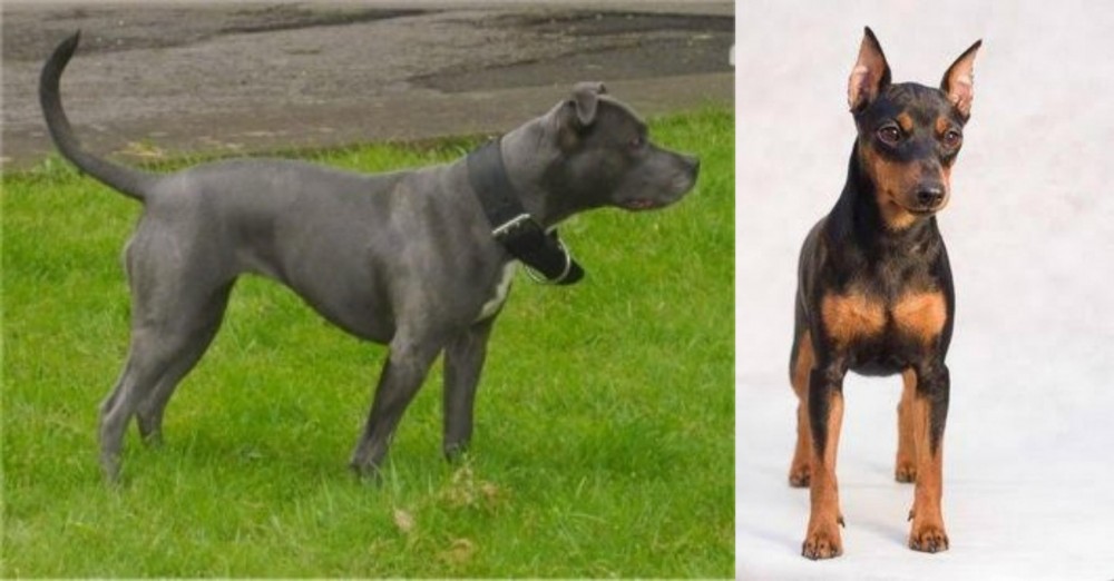 Miniature Pinscher vs Irish Bull Terrier - Breed Comparison