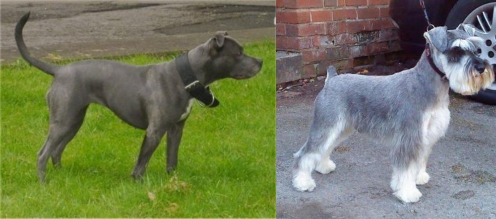 Miniature Schnauzer vs Irish Bull Terrier - Breed Comparison