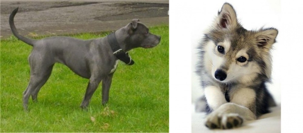 Miniature Siberian Husky vs Irish Bull Terrier - Breed Comparison
