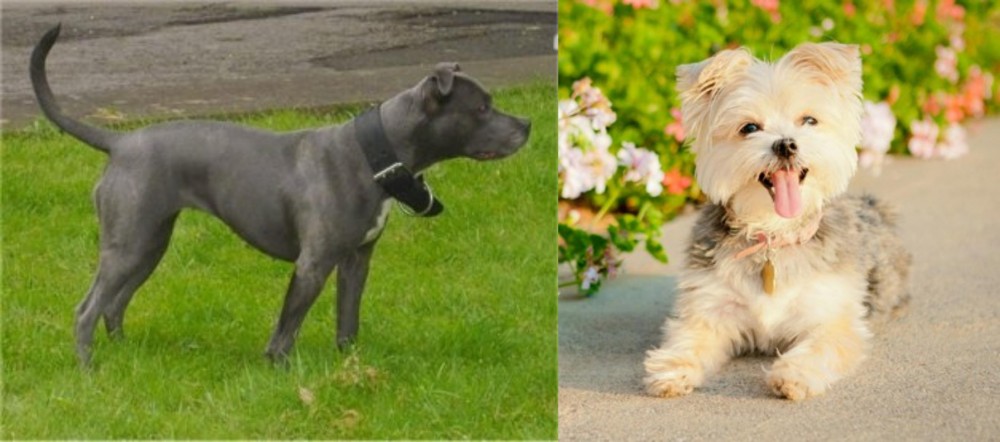 Morkie vs Irish Bull Terrier - Breed Comparison